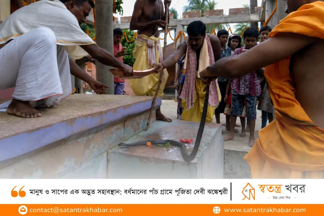 মানুষ ও সাপের এক অদ্ভুত সহাবস্থান: বর্ধমানের পাঁচ গ্রামে পূজিতা দেবী ঝঙ্কেশ্বরী