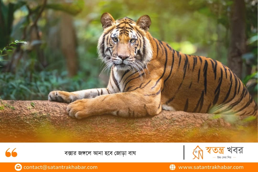 বক্সার জঙ্গলে আনা হবে জোড়া বাঘ