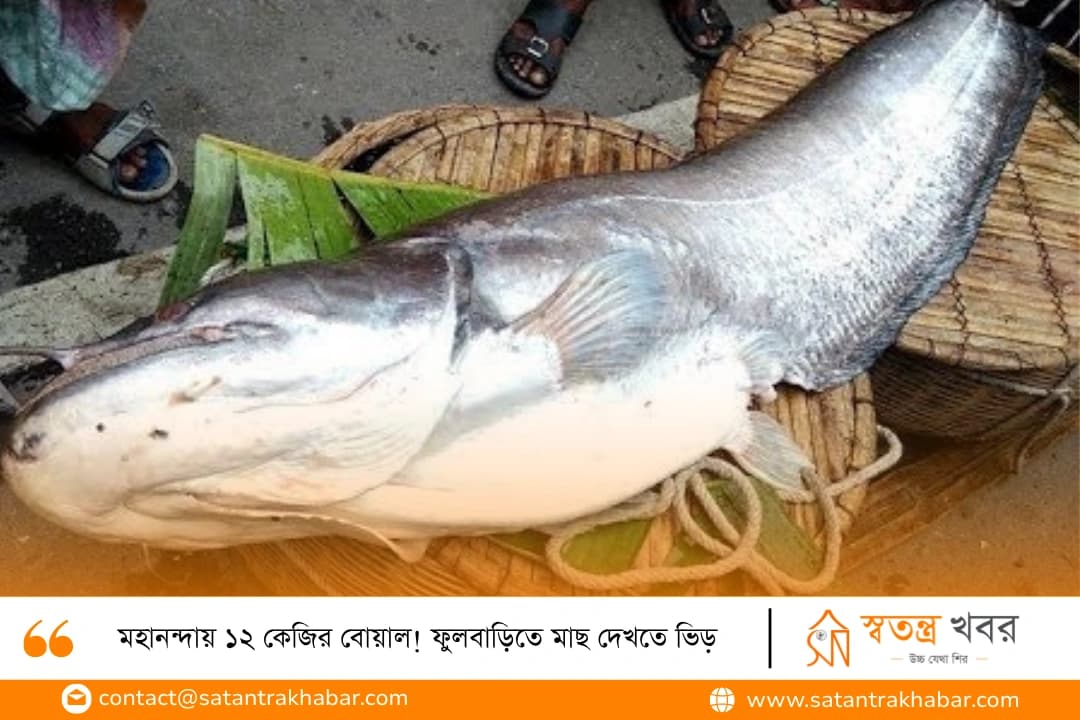 মহানন্দায় ১২ কেজির বোয়াল! ফুলবাড়িতে মাছ দেখতে ভিড়