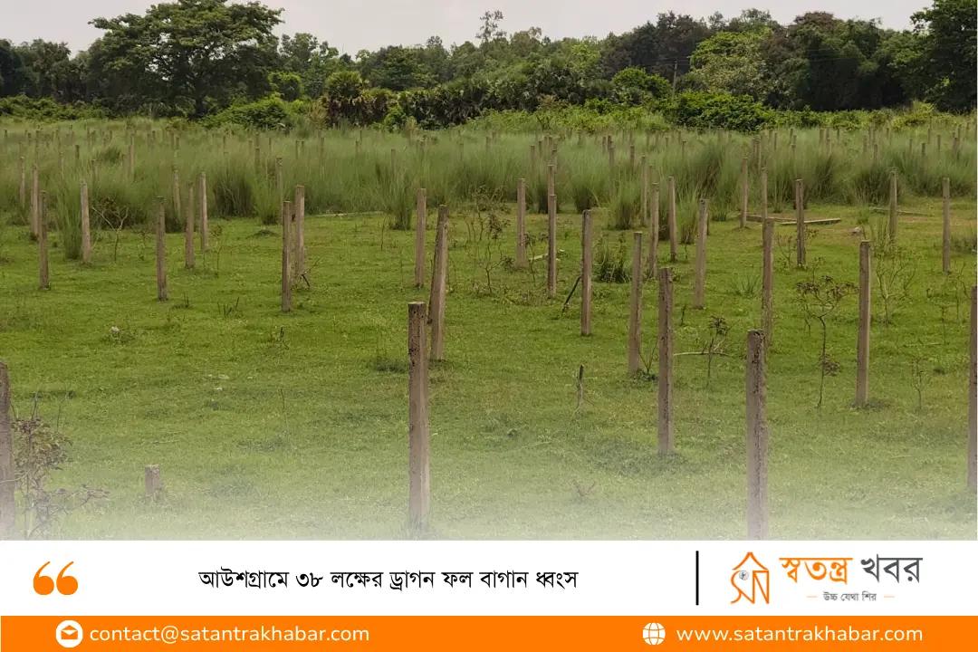 আউশগ্রামে ৩৮ লক্ষের ড্রাগন ফল বাগান ধ্বংস