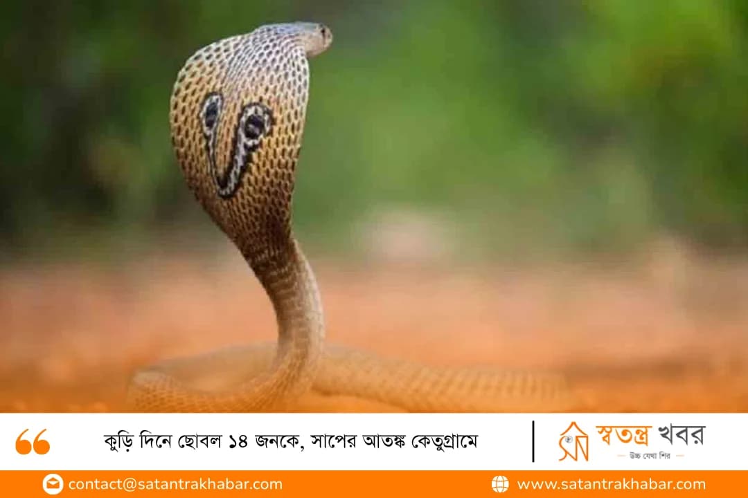 কুড়ি দিনে ছোবল ১৪ জনকে, সাপের আতঙ্ক কেতুগ্রামে