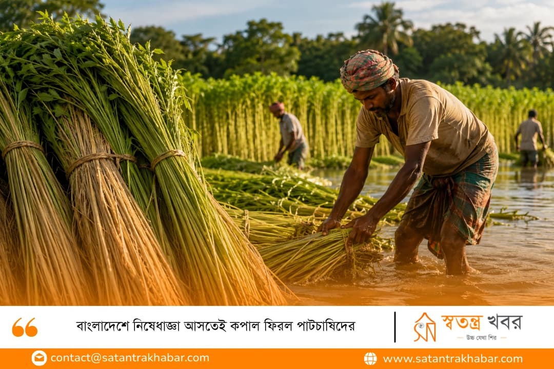 বাংলাদেশে নিষেধাজ্ঞা আসতেই কপাল ফিরল পাটচাষিদের